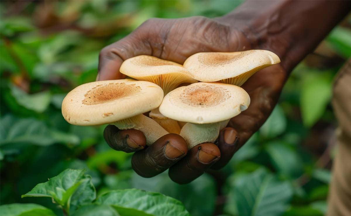 Market Access for Farmers Initiative